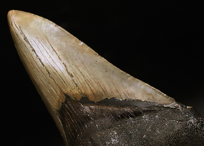 メガドロン　化石の歯 フレーム入り 楽天市場】【送料無料】【メガロドン /化石/歯/恐竜】極上 メガロドン