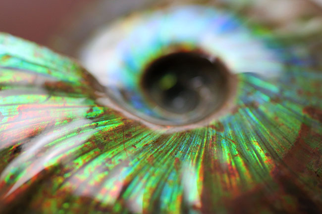 青の泉にようこそ、これぞ厳選品質、加えて大判!マダガスカル産イリデッセンス(iridescence)アンモナイト(その1)