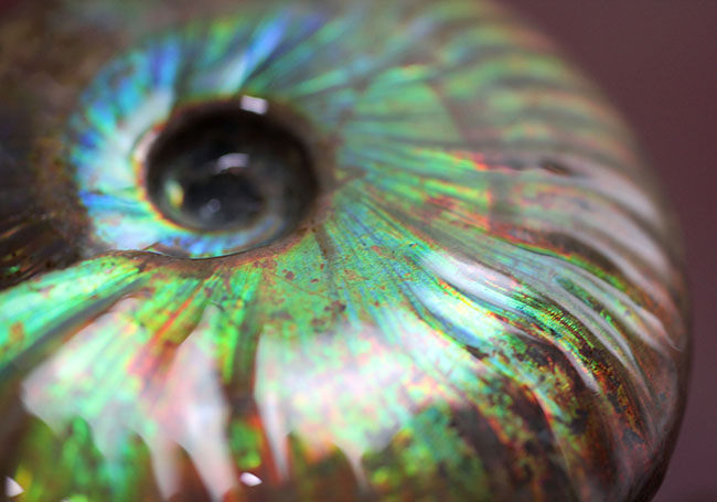 青の泉にようこそ、これぞ厳選品質、加えて大判!マダガスカル産イリデッセンス(iridescence)アンモナイト(その14)