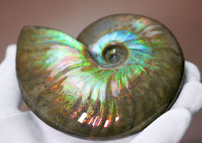青の泉にようこそ、これぞ厳選品質、加えて大判!マダガスカル産イリデッセンス(iridescence)アンモナイト(その17)
