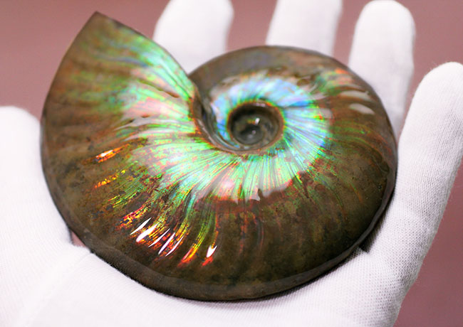 青の泉にようこそ、これぞ厳選品質、加えて大判!マダガスカル産イリデッセンス(iridescence)アンモナイト(その4)
