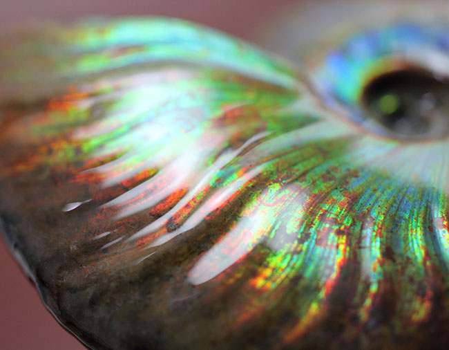 青の泉にようこそ、これぞ厳選品質、加えて大判!マダガスカル産イリデッセンス(iridescence)アンモナイト(その8)