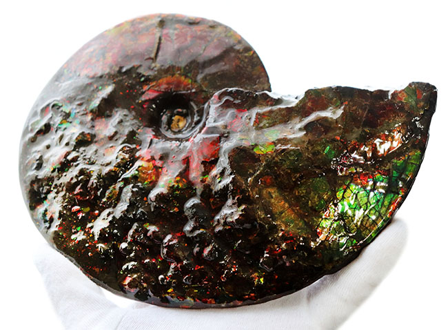 希少!ナイスプライス!美しきドラゴンスキンが備わった希少なアンモライト(Ammolite)の完全体(その1)