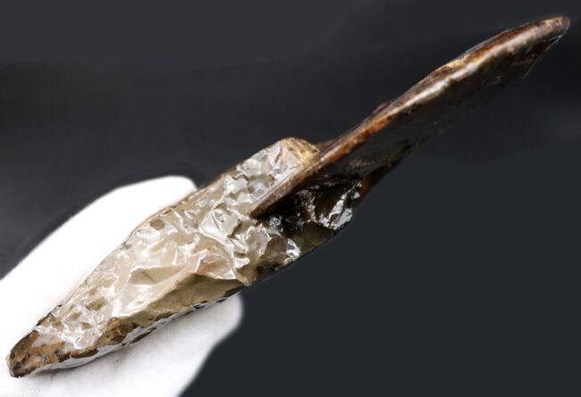 希少!ナイスプライス!美しきドラゴンスキンが備わった希少なアンモライト(Ammolite)の完全体(その10)