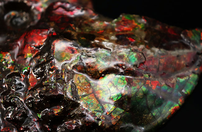 希少!ナイスプライス!美しきドラゴンスキンが備わった希少なアンモライト(Ammolite)の完全体(その11)