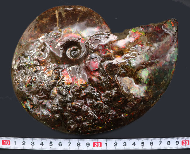 希少!ナイスプライス!美しきドラゴンスキンが備わった希少なアンモライト(Ammolite)の完全体(その12)