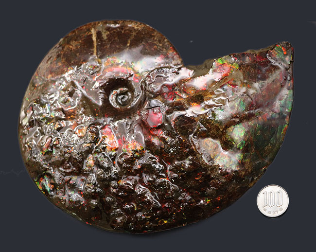 希少!ナイスプライス!美しきドラゴンスキンが備わった希少なアンモライト(Ammolite)の完全体(その13)