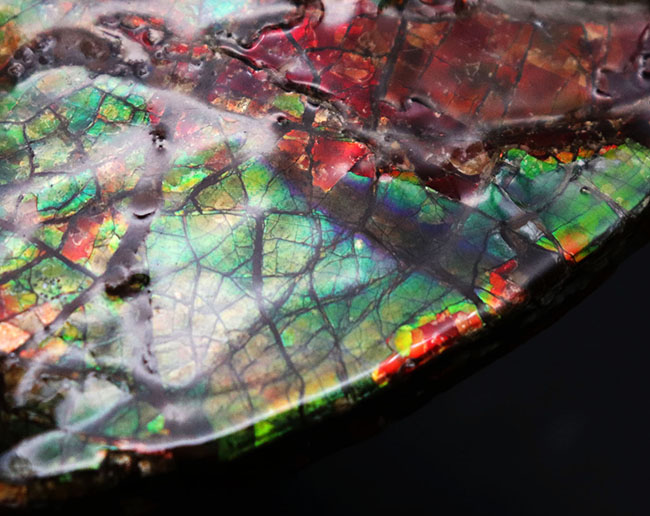希少!ナイスプライス!美しきドラゴンスキンが備わった希少なアンモライト(Ammolite)の完全体(その2)