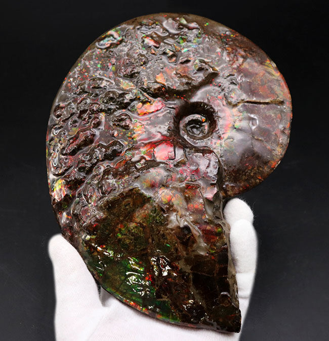 希少!ナイスプライス!美しきドラゴンスキンが備わった希少なアンモライト(Ammolite)の完全体(その3)