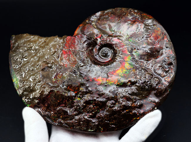 希少!ナイスプライス!美しきドラゴンスキンが備わった希少なアンモライト(Ammolite)の完全体(その4)