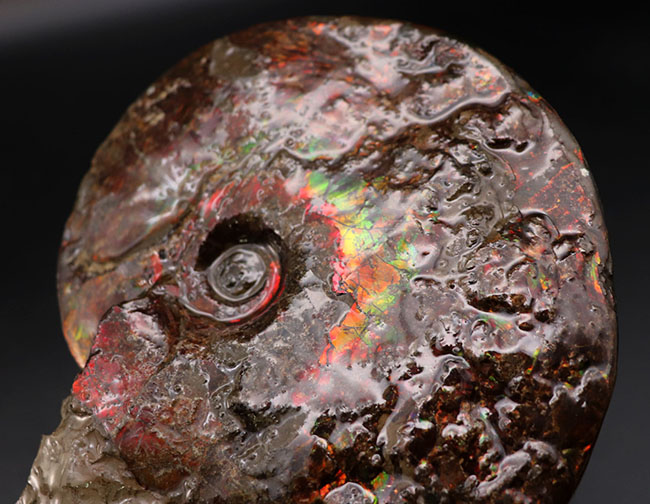希少！ナイスプライス！美しきドラゴンスキンが備わった希少なアンモライト（Ammolite）の完全体（その5）