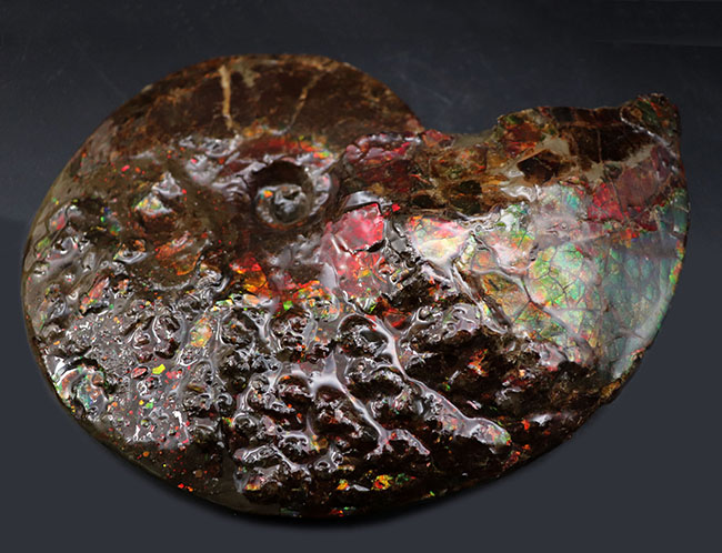 希少!ナイスプライス!美しきドラゴンスキンが備わった希少なアンモライト(Ammolite)の完全体(その6)