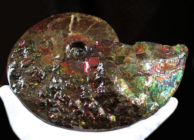 希少!ナイスプライス!美しきドラゴンスキンが備わった希少なアンモライト(Ammolite)の完全体(その8)