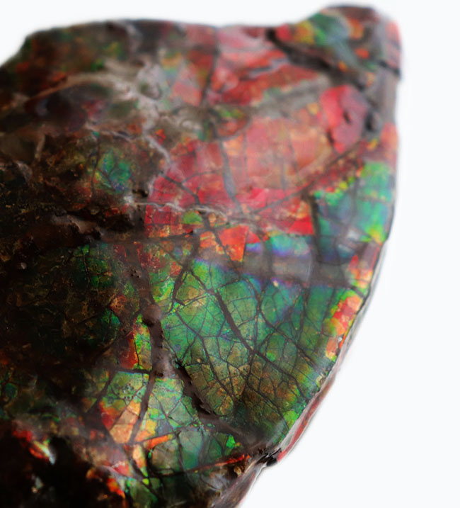 希少!ナイスプライス!美しきドラゴンスキンが備わった希少なアンモライト(Ammolite)の完全体(その9)