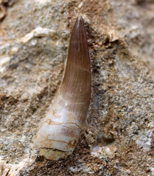 パーフェクト！首長竜（Elasmosaurus sp.）エラスモサウルスの極めて上質な歯化石。母岩付き（その3）