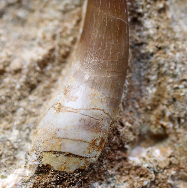 パーフェクト！首長竜（Elasmosaurus sp.）エラスモサウルスの極めて上質な歯化石。母岩付き（その5）