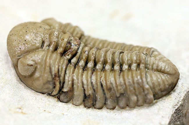 上質品。米国ブラックキャットマウンテン産三葉虫カイノプス・レイモンディ（Kainops raymondi）（その4）