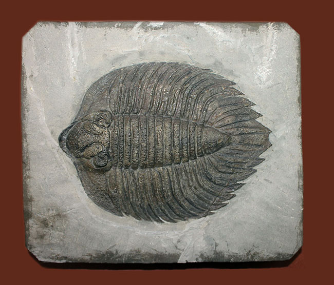米国の三葉虫の最高峰、 アークティヌルス・ボルトニ(Arctinurus boltoni)のパーフェクト標本。一期一会。(その1)