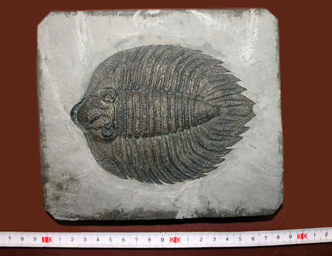 米国の三葉虫の最高峰、 アークティヌルス・ボルトニ(Arctinurus boltoni)のパーフェクト標本。一期一会。(その10)