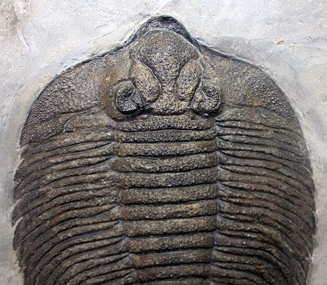 米国の三葉虫の最高峰、 アークティヌルス・ボルトニ(Arctinurus boltoni)のパーフェクト標本。一期一会。(その12)
