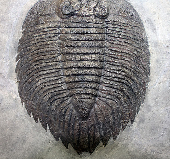 米国の三葉虫の最高峰、 アークティヌルス・ボルトニ(Arctinurus boltoni)のパーフェクト標本。一期一会。(その13)
