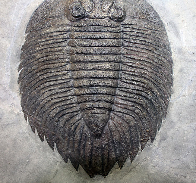 米国の三葉虫の最高峰、 アークティヌルス・ボルトニ（Arctinurus boltoni）のパーフェクト標本。一期一会。（その13）