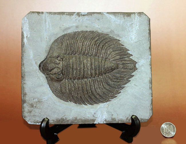 米国の三葉虫の最高峰、 アークティヌルス・ボルトニ(Arctinurus boltoni)のパーフェクト標本。一期一会。(その14)
