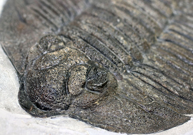米国の三葉虫の最高峰、 アークティヌルス・ボルトニ(Arctinurus boltoni)のパーフェクト標本。一期一会。(その2)
