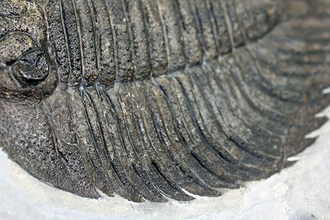 米国の三葉虫の最高峰、 アークティヌルス・ボルトニ(Arctinurus boltoni)のパーフェクト標本。一期一会。(その3)