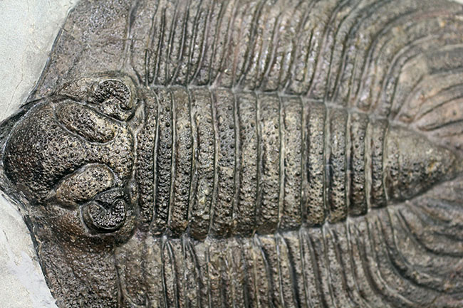 米国の三葉虫の最高峰、 アークティヌルス・ボルトニ(Arctinurus boltoni)のパーフェクト標本。一期一会。(その5)