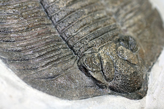 米国の三葉虫の最高峰、 アークティヌルス・ボルトニ(Arctinurus boltoni)のパーフェクト標本。一期一会。(その6)