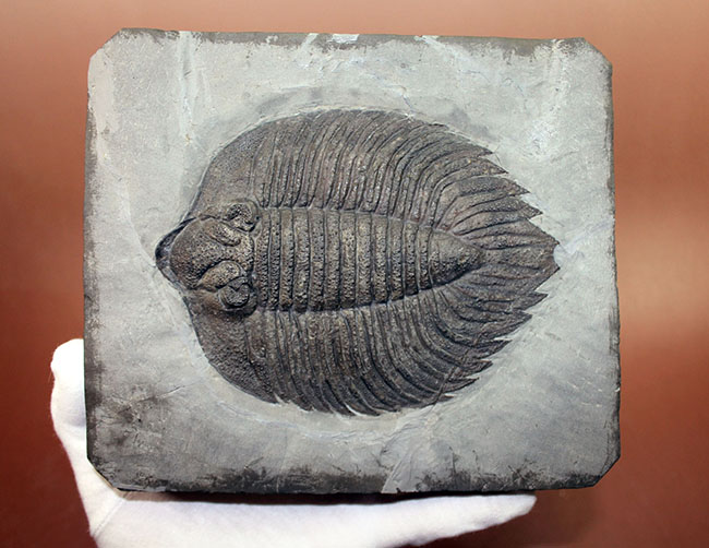 米国の三葉虫の最高峰、 アークティヌルス・ボルトニ(Arctinurus boltoni)のパーフェクト標本。一期一会。(その7)
