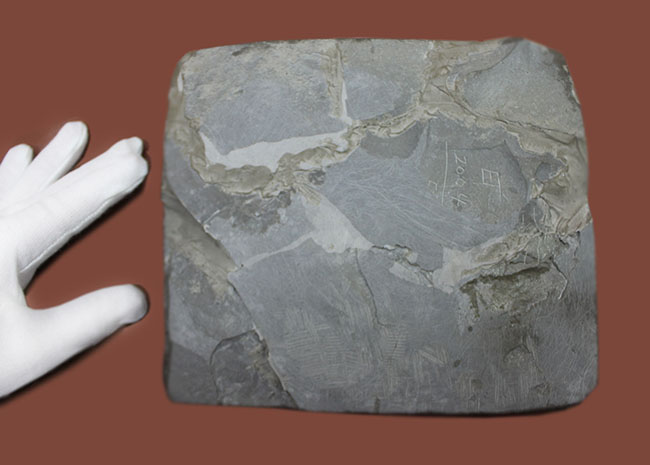 米国の三葉虫の最高峰、 アークティヌルス・ボルトニ(Arctinurus boltoni)のパーフェクト標本。一期一会。(その8)