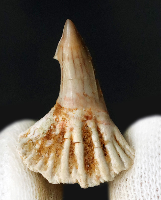 チェーンソーのような吻部が特徴的な、古代のノコギリエイ、オンコプリステス(Onchopristis)の歯化石(その1)