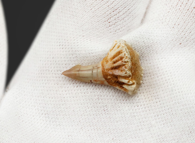 チェーンソーのような吻部が特徴的な、古代のノコギリエイ、オンコプリステス(Onchopristis)の歯化石(その2)
