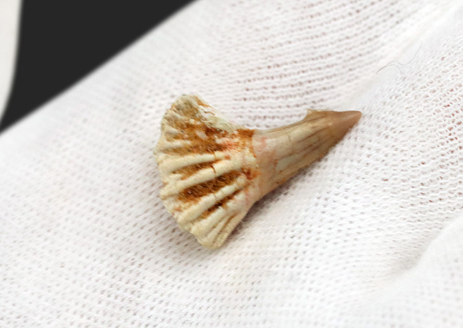 チェーンソーのような吻部が特徴的な、古代のノコギリエイ、オンコプリステス(Onchopristis)の歯化石(その3)