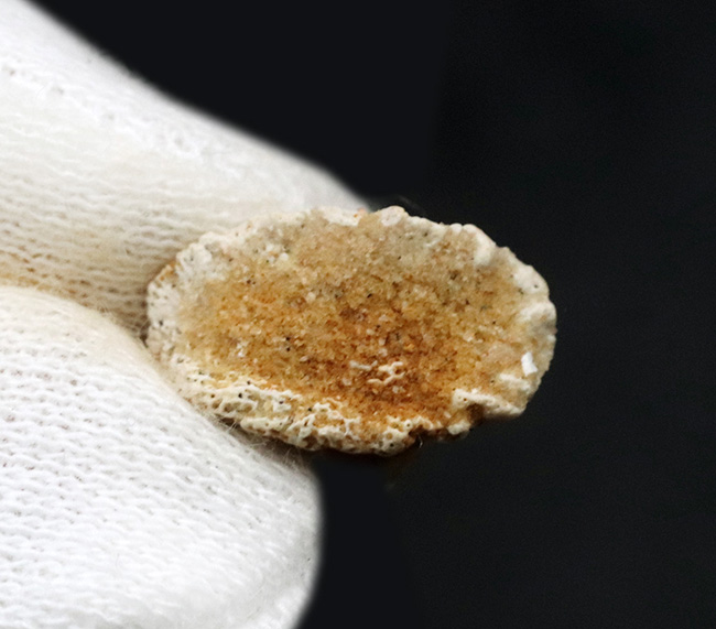 チェーンソーのような吻部が特徴的な、古代のノコギリエイ、オンコプリステス(Onchopristis)の歯化石(その4)