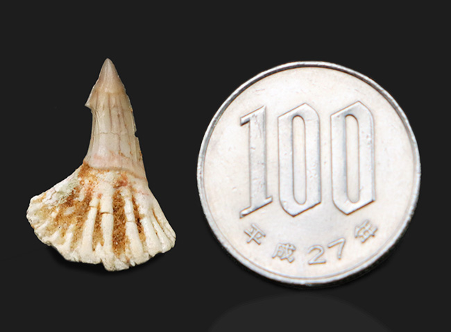 チェーンソーのような吻部が特徴的な、古代のノコギリエイ、オンコプリステス(Onchopristis)の歯化石(その6)