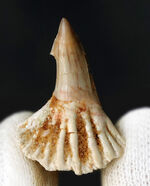 チェーンソーのような吻部が特徴的な、古代のノコギリエイ、オンコプリステス（Onchopristis）の歯化石