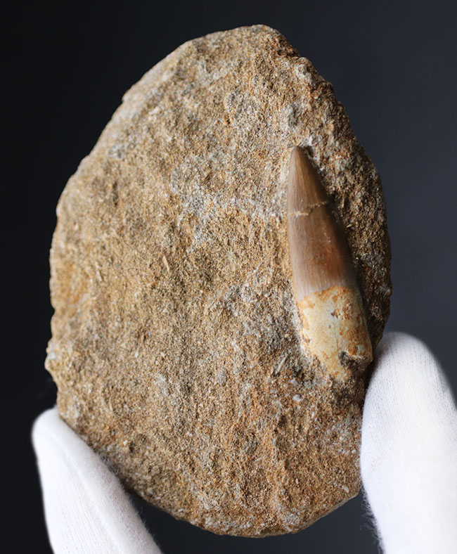 皺まで確認できる美しいエナメル質によって被われた極めて上質な歯化石。白亜紀後期の巨大な首長竜、エラスモサウルス（Elasmosaurus）の歯化石（その2）