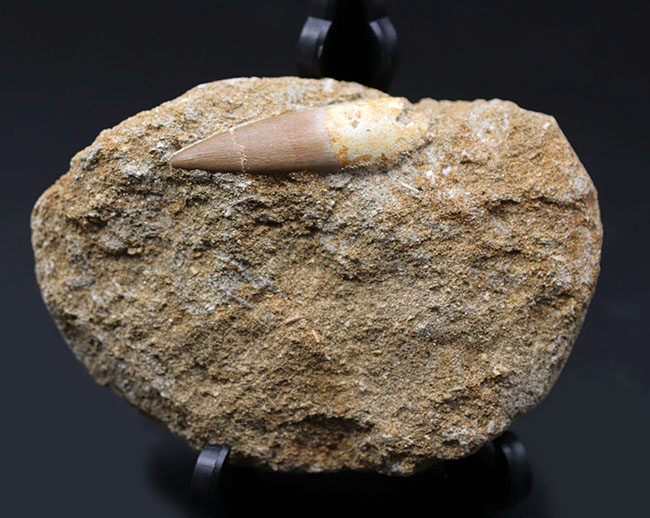 皺まで確認できる美しいエナメル質によって被われた極めて上質な歯化石。白亜紀後期の巨大な首長竜、エラスモサウルス（Elasmosaurus）の歯化石（その3）