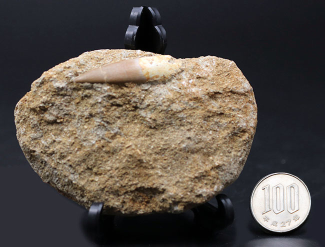 皺まで確認できる美しいエナメル質によって被われた極めて上質な歯化石。白亜紀後期の巨大な首長竜、エラスモサウルス（Elasmosaurus）の歯化石（その8）