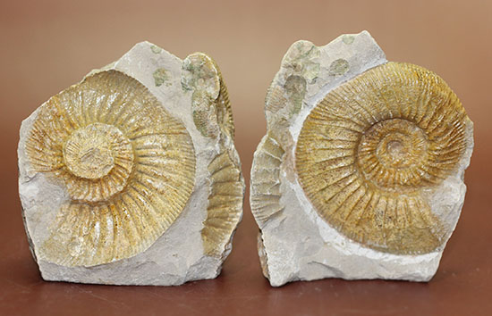 濃いクリーム色がきれい、イングランド産アンモナイト、ダクチリオセラスのネガポジ化石（その1）