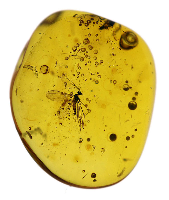 タマバエ科の羽虫を内包したバルト海産の琥珀（Amber）。ライトをあてると黄金色に輝きます！（その2）