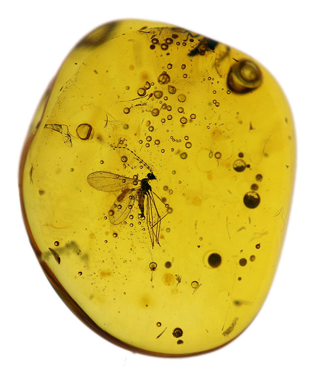 タマバエ科の羽虫を内包したバルト海産の琥珀(Amber)。ライトをあてると黄金色に輝きます!(その2)