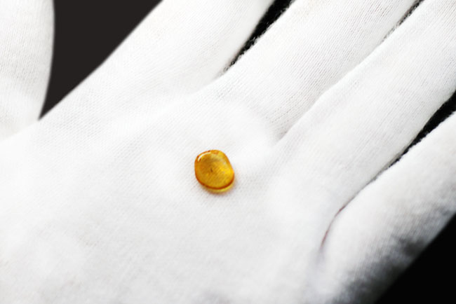 タマバエ科の羽虫を内包したバルト海産の琥珀(Amber)。ライトをあてると黄金色に輝きます!(その3)