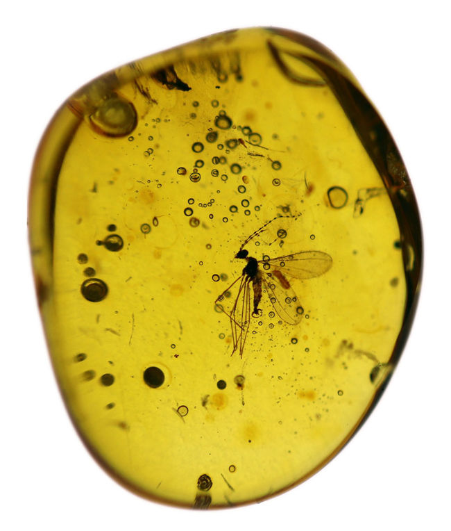 タマバエ科の羽虫を内包したバルト海産の琥珀（Amber）。ライトをあてると黄金色に輝きます！（その4）