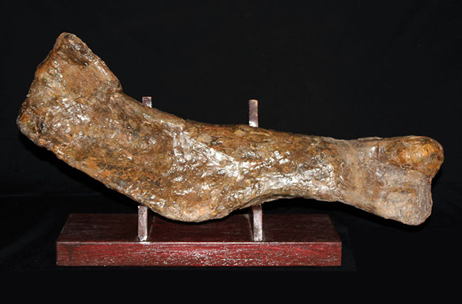 博物館級、パーフェクト！巨大６０センチ！鳥脚類恐竜エドモントサウルス（Edmontosaurus sp.）の上腕骨の化石（その1）