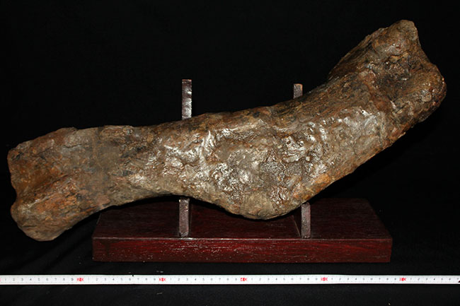 博物館級、パーフェクト!巨大60センチ!鳥脚類恐竜エドモントサウルス(Edmontosaurus sp.)の上腕骨の化石(その10)