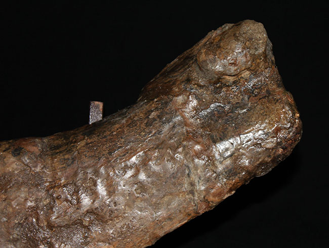 博物館級、パーフェクト！巨大６０センチ！鳥脚類恐竜エドモントサウルス（Edmontosaurus sp.）の上腕骨の化石（その11）